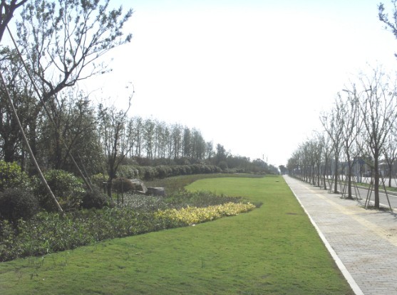 芦荡路